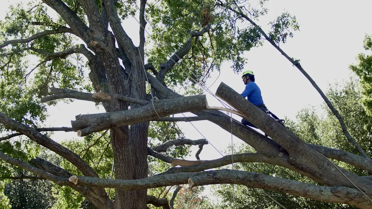 Professional Crown Thinning performed by certified arborists in Rupert